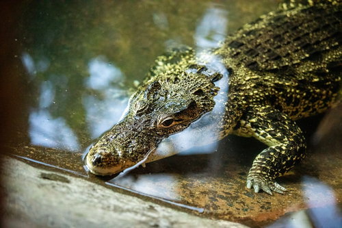 水面から顔を出すワニの頭部、鋭い歯と瞳が見える迫力の表情