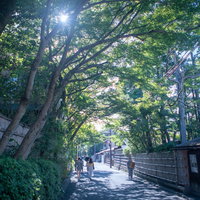 京都府の緑豊かな街路樹の中を歩く観光客たちの写真