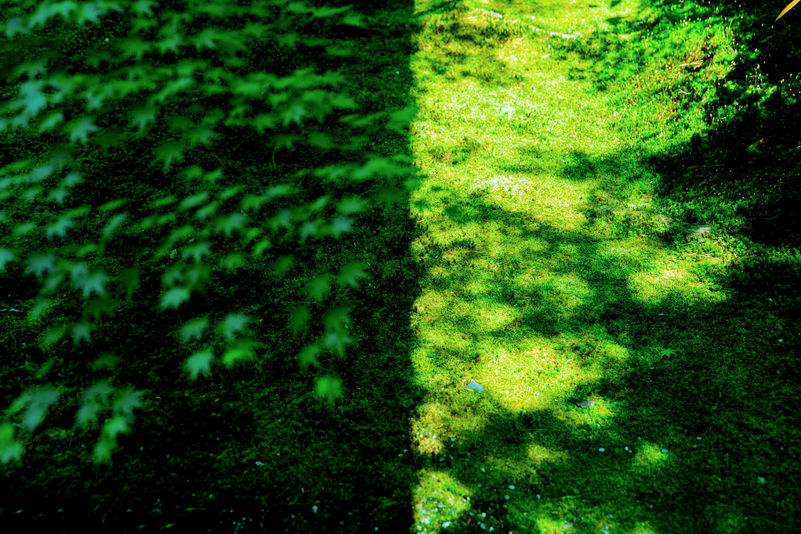 苔で覆われた緑の地面に木漏れ日が当たり、美しい光と影のコントラストを作り出している