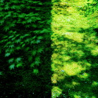 苔生した地面に差し込む光と影、森の中の陰影表現の写真