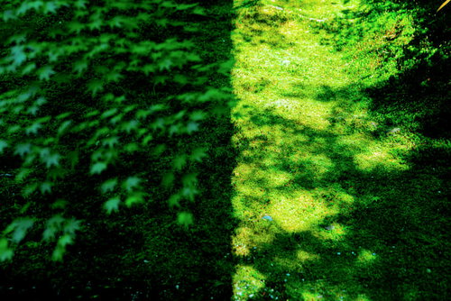 苔生した地面に差し込む光と影、森の中の陰影表現
