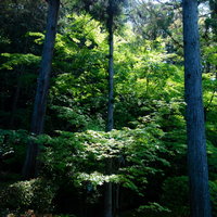 森の青紅葉に落ちる木漏れ日と光の表情の写真