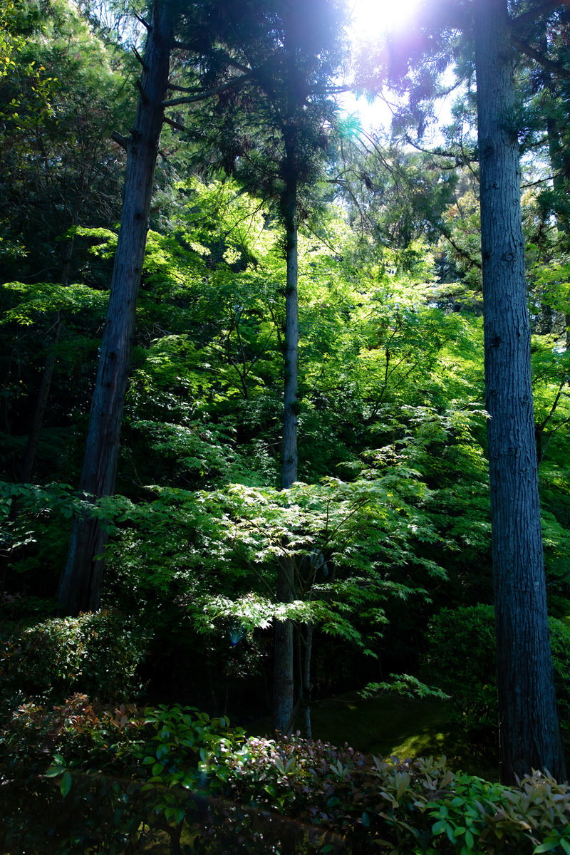森の中で木漏れ日が青紅葉の葉に差し込んでいる自然の風景