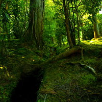 苔生した森の地面と古い倒木、林床の自然テクスチャーの写真