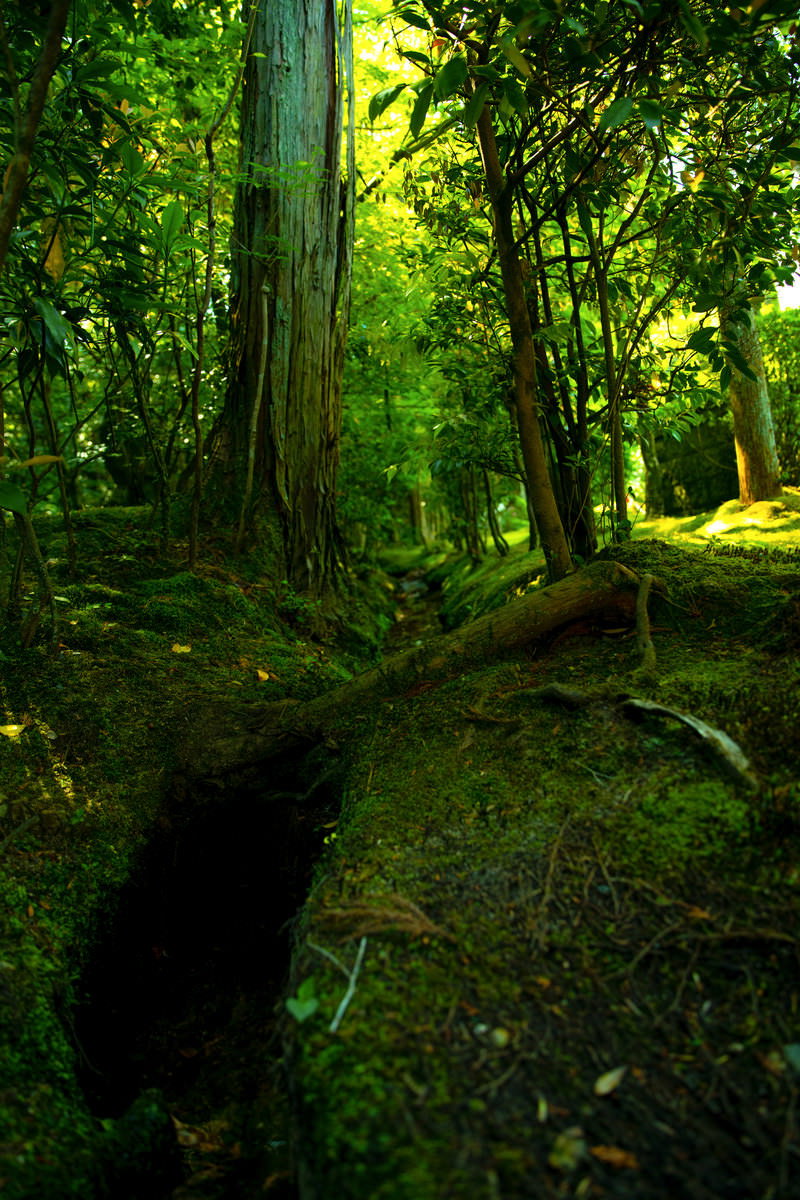 苔に覆われた森の地面に横たわる朽ちた倒木と樹幹の風景