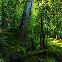 苔生す地面と小さな水路が続く森林の湿地環境の写真