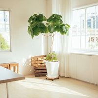 窓から差し込む光に映える観葉植物とモデルルームのインテリアの写真