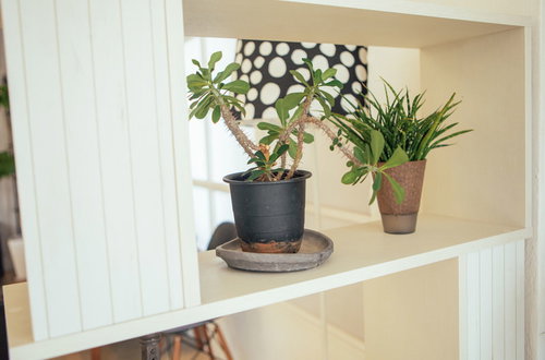 白い棚に並べられた卓上サイズの観葉植物の飾り方