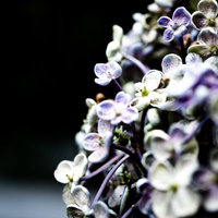白と薄紫色に咲く小さな花の集合体、ウズアジサイの開花の写真