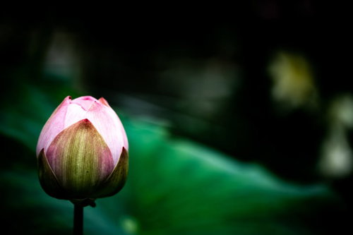 水面から立ち上がるピンクの蕾と蓮の葉