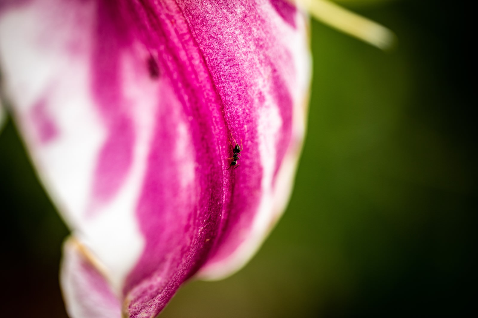 Close-up of an ant on a pink flower petal