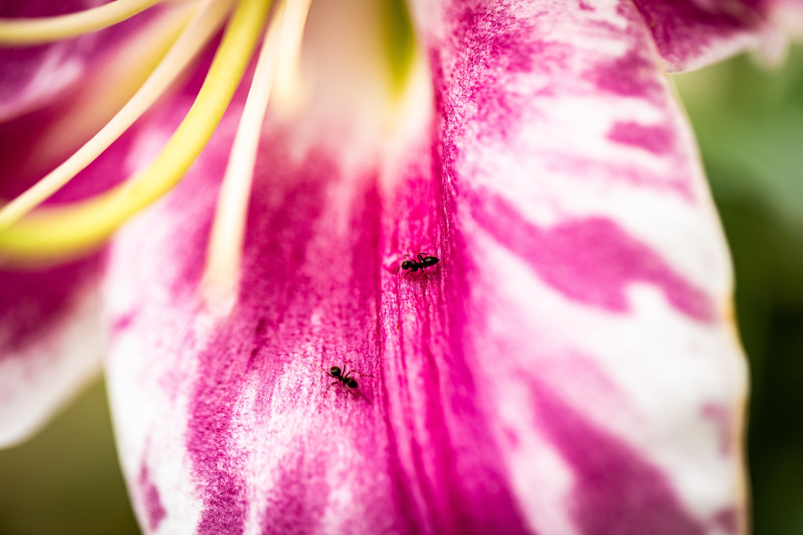 ユリの花びらを歩く蟻2匹のクローズアップ