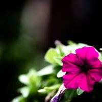 紫色に鮮やかに咲く花の接写。濃いピンク紫色の花びらの写真