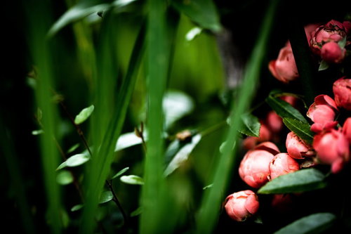 開花を待つ小振りなピンク色の蕾と緑の葉、赤みを帯びた部分