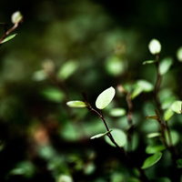 日を浴びる小振りの葉っぱと枝、逆光で透き通る新緑の写真