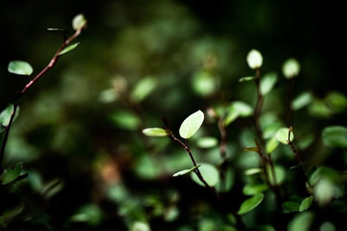 日を浴びる小振りの葉っぱと枝、逆光で透き通る新緑