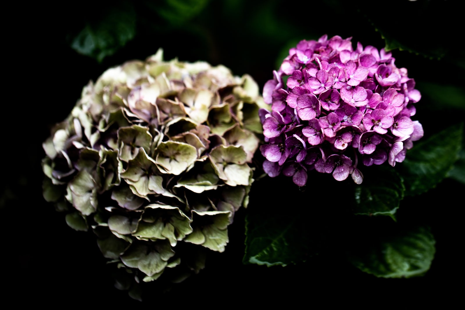 白と紫の紫陽花が並んで咲いている様子