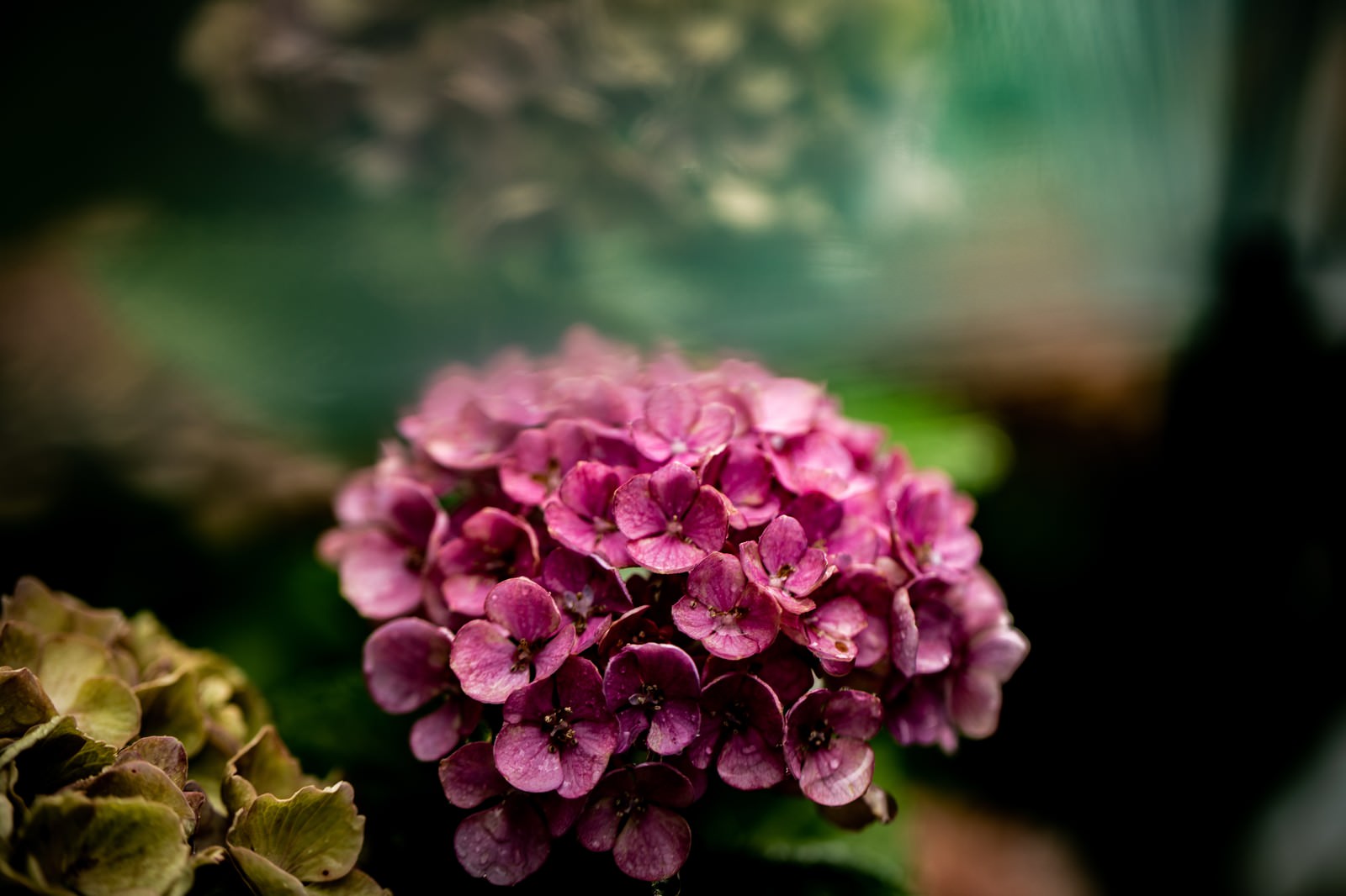 ピンク色の紫陽花の花びらについた透明な水滴