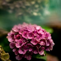 水滴がきらめくピンク色の紫陽花、梅雨の季節の雨上がりの写真