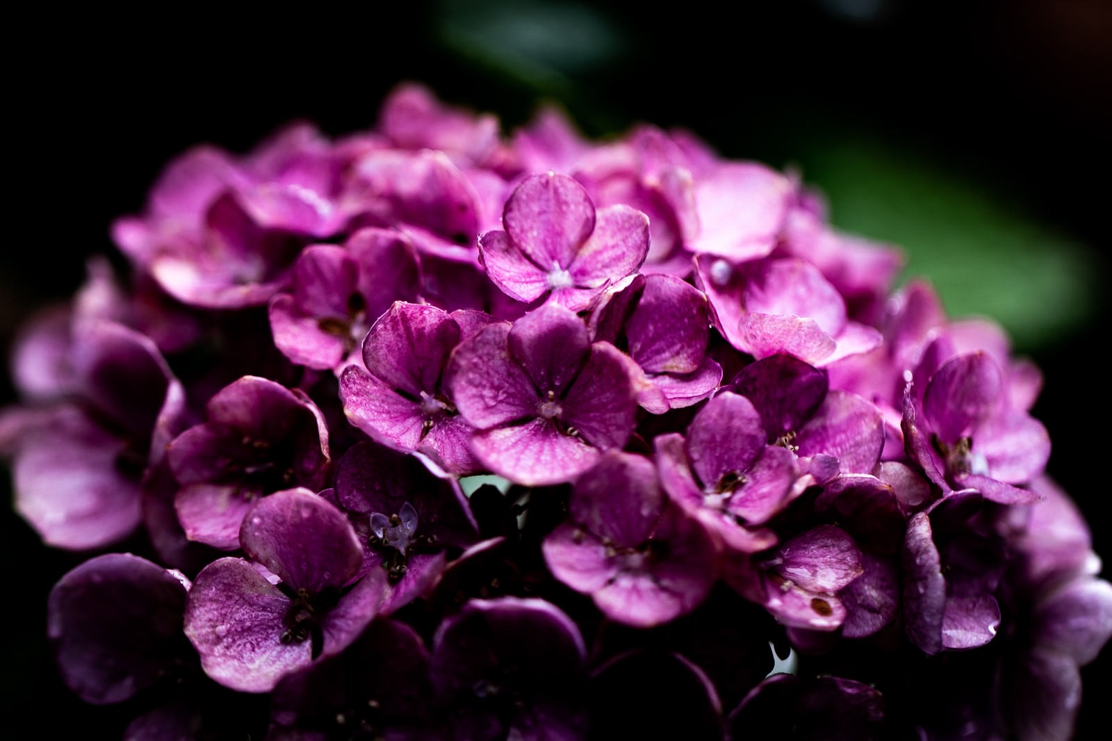 紫色の小花が密集して咲いている紫陽花
