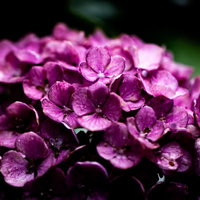梅雨の時期に咲く濃紫色の紫陽花の花々のの写真