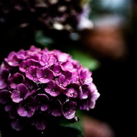 梅雨時期に咲く紫色の紫陽花の写真