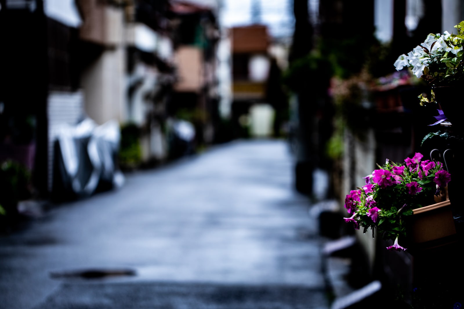 雨上がりの石畳の路地裏で軒先に吊り下げられた紫色の花が咲くハンギングプランター