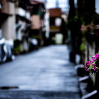 雨上がりの路地裏、軒先に吊り下げたハンギングプランターの写真