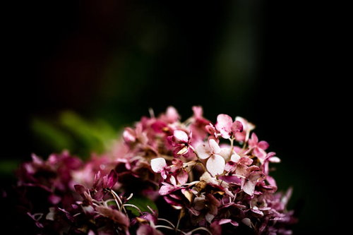 水滴残る雨上がりのピンク色の花