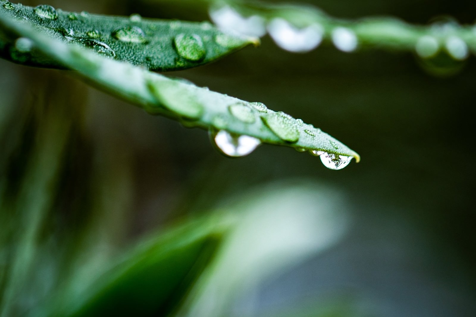 草の葉先に付いた大粒の水滴
