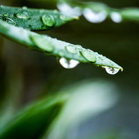 草の葉に付いた水滴のマクロ写真（梅雨）の写真