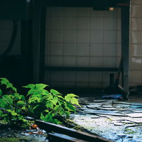 瓦礫と廃墟に力強く生い茂る青々しい植物と朽ちた建物の写真