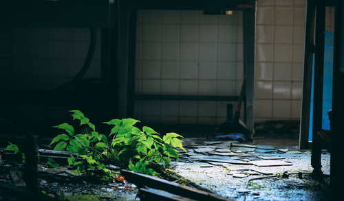 瓦礫と廃墟に力強く生い茂る青々しい植物と朽ちた建物