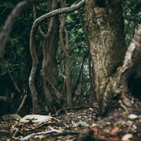 薄暗い森の中でねじれた木の枝が複雑に絡み合う道なき道の写真