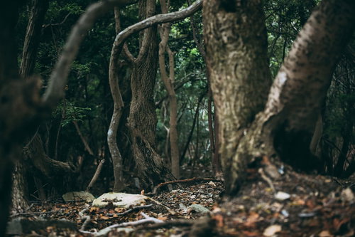 薄暗い森の中でねじれた木の枝が複雑に絡み合う道なき道