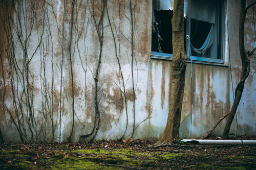 蔦に覆われた廃墟の白い壁と古い窓枠、老朽化した建物