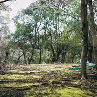 ゴミが散らかる不気味な木立の広場の廃墟風景の写真