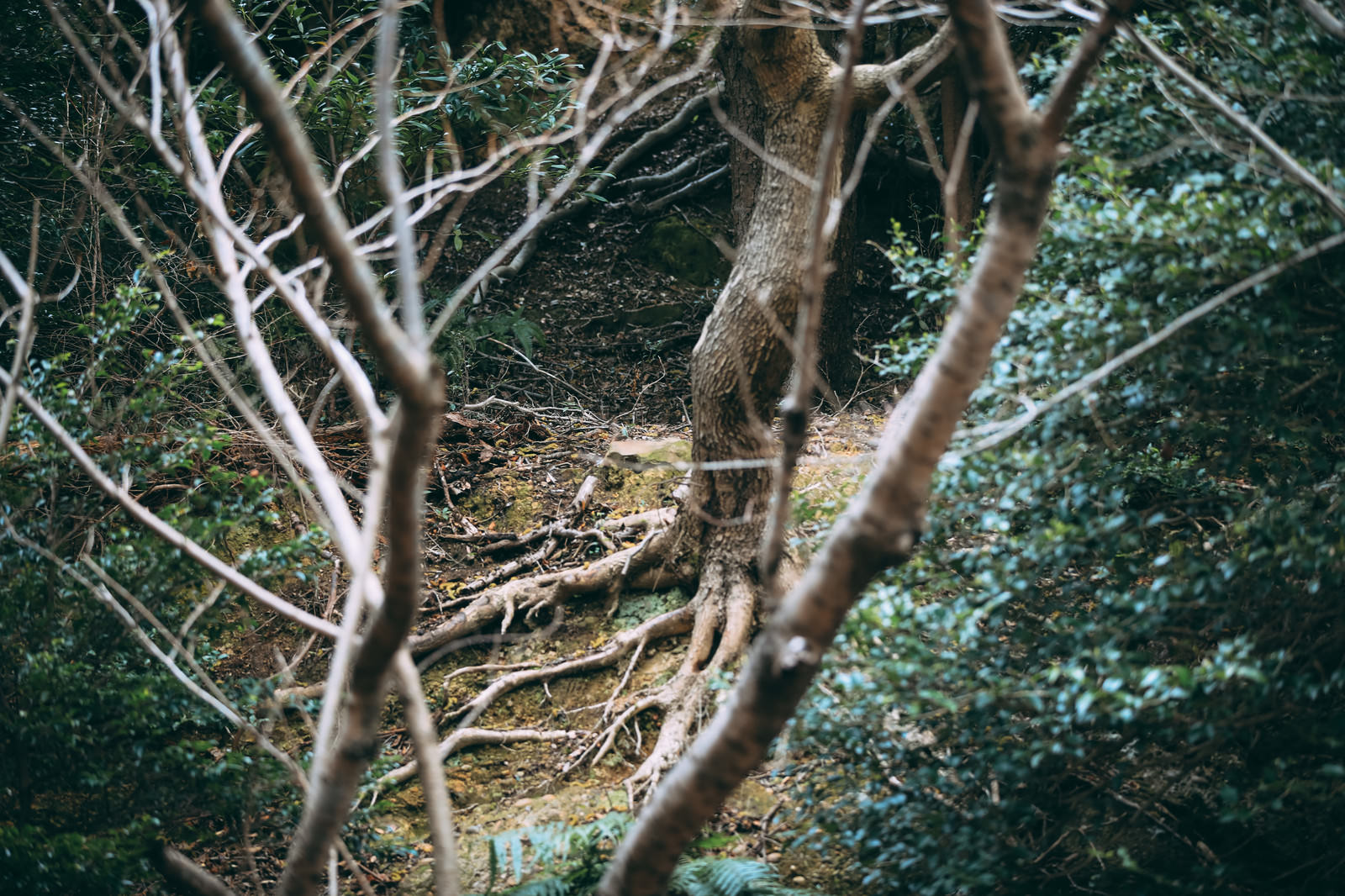 薄暗い森の中で細い木々が絡み合うように立ち並ぶ不気味な風景