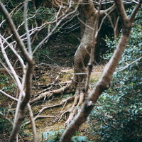 不気味な樹海の森の中を深く進む薄暗い林道風景の写真