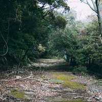 昔は人の行き来があった廃れ果てた森の廃道の写真