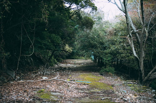 昔は人の行き来があった廃れ果てた森の廃道