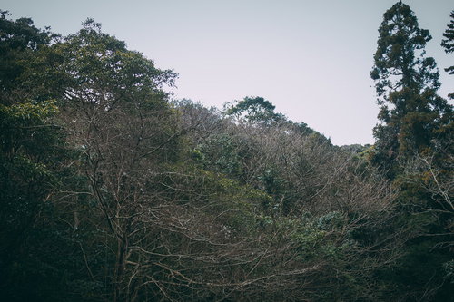不気味な森に密集する枯れ枝の風景