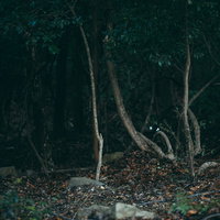 入ったら戻れない森の薄暗い山道を進む不気味な樹海の風景の写真