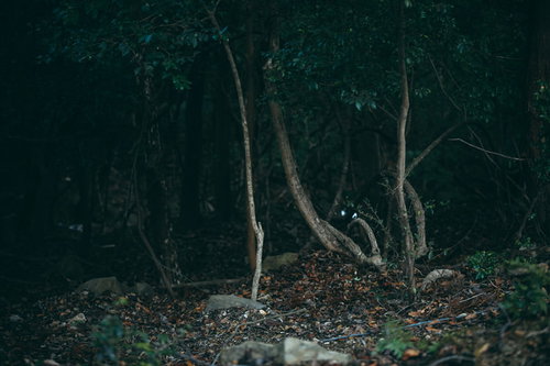 入ったら戻れない森の薄暗い山道を進む不気味な樹海の風景