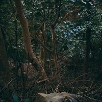 森の中で出会ったおどろおどろしい樹海の枯れ木たちの写真