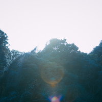 太陽光フィルターがかかる樹海の森のシルエットと逆光の写真