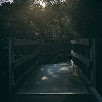 薄暗い森に続く木製の渡り道の写真