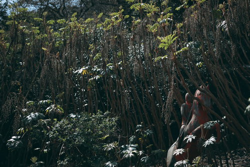 薄暗い森に不気味に生息する草木と密集した樹木の風景