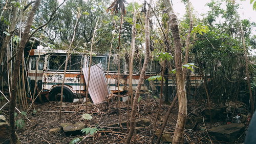 打ち捨てられ落書き天国となった廃車バス｜雑木林に放置された朽ちた車両