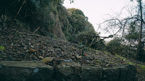 瓦礫に覆われた山肌と背景の森、土砂崩落の跡